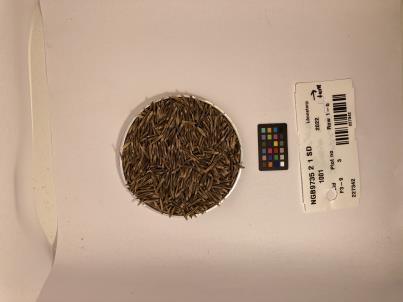 Click for 1 image(s) for this accession. SEED